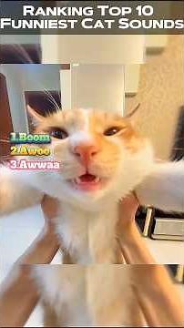 Ranking Top 10 Funniest Cat Sounds #FunnyCats #CatSounds #ViralCats #CatLovers #FunnyPets #CatMemes
