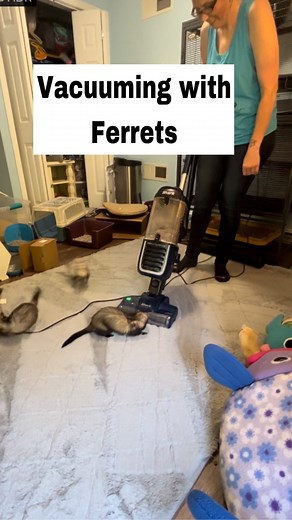 13K views · 475 reactions | Vacuuming with the ferrets . . . . . #ferrets #ferretfun #cuteferrets #ferretsplaying #vacumcleaner #ferretmom #ferretsareawesome #mykidshavepaws #funnyanimalvideos | Ferrettails | Facebook