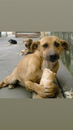 Ekmek köpek #köpek