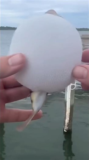 Pufferfish Explodes!!!! #viral #viral #viralvideo #youtube #youtubeshorts #fun #funny #fish #explode