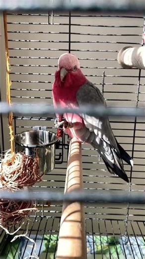 Galah Cockatoo with Chili (Part 3/3) | Animal Zone Fun