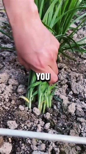 Second Date Update 🎙️ l Greg and Cynthia Story ☎️ part1 Gredit: @The Jubal Show #seconddateupdate #brookeandjubal #brookeandjubalinthemorning #seconddate #thejubalshow #phonecall #prankcall#moderndating #foryou