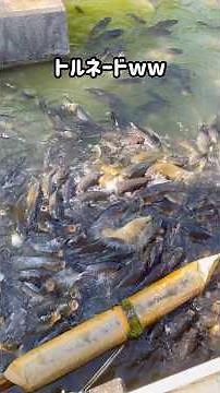 #Nagashima Spa Land #Jumbo seawater pool #Super school #Carp #Feeding #Hungry #Overflowing #Fishi...