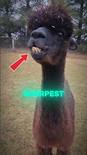 Top 5 animals with the sharpest teeth in the world