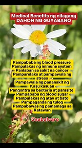 Health benefits ng dahon ng guyabano! #healthiswealth #healthyliving #medicinalplants #halamanggamot #naturalremedy | Carolyn Olea Sabalvaro