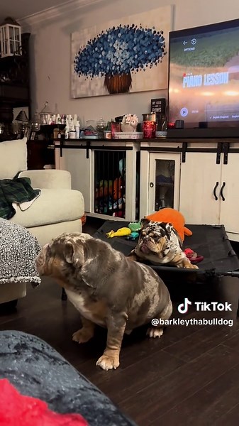 IS THE DOG POUND OPEN TOMORROW?!? 🙄