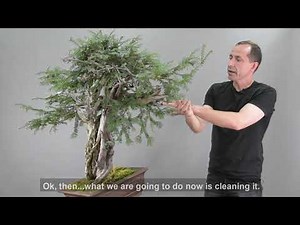 How to: Styling a Bonsai Yew | David Benavente on Bonsai-U