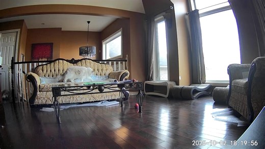 1.2K views · 17 reactions | For many years not one of my 9 Ragdoll kitties has ever wanted to walk on, play with or even chew on bubble wrap. I thought this was my best choice to keep them off the couch. Nothing went as planned hahahaa!!! Enjoy the security footage of the big bubble wrap and cat fail! | Ragdoll Cats and Kittens | Facebook