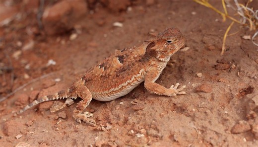 This Wyoming ‘horny toad’ lizard has one of the most bizarre defensive strategies