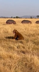 This Jaguar will never go after hippos again🤣 | Art Plus