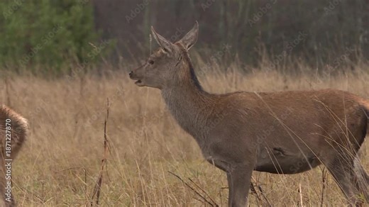 A reindeer farm grazing in an open field. Deer breeding as a source of meat and medicines.