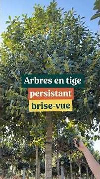 Why choose evergreen trees? (privacy screen and space saving)