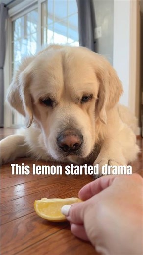POV: Give Your Dog a Lemon #dog #dogs #puppy #goldenretriever #funnydog #cutedog