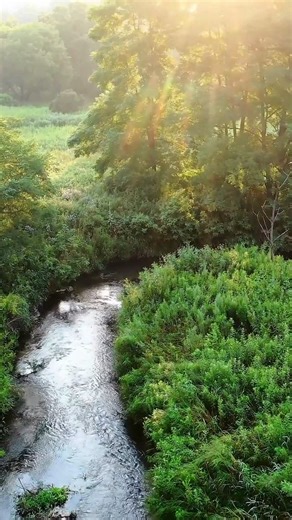 Forests and wetlands don’t just coexist—they rely on each other. They share wildlife, reduce flooding, store carbon, and sustain the species that make our world thrive. They’ve protected us for generations. Now it’s our turn to protect them. Wetlands are special and sacred, just like forests. #CelebratingWetlands #WetlandsAndCulturalHeritage #WorldWetlandsDay | Forest Stewardship Council U.S.