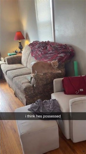 my cat is possessed 🤣😂