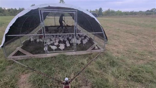 We move our broilers to fresh pasture every morning! | Fresh Pasture Farms