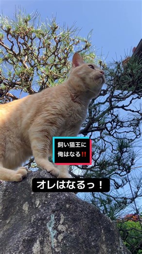 こんにちは😊暖かくなってきましたね！ ちまたの猫ちゃんたちは出会いの季節🐱猫同士で遊びに行ったりしているみたいです。 TikTokでも、かわいい猫ちゃん達が踊っていますが、 こはくは(猫友達がいないので)日々のお仕事に専念している硬派なねこです。 本当は踊ったり、ねこ友達と遊んだり、踊ったりしたいのかなぁ🐈 #猫のいる暮らし #元保護猫