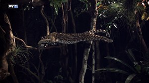 Margays win the gold medal in catrobatics. Big Cats: An Amazing Animal Family continues tonight 8pm. | Sky TV