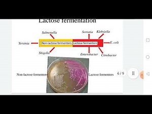 Enterobacteriaceae introduction