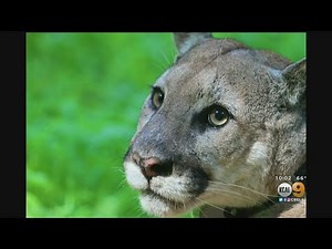 Simi Valley Man Faces Charges For Fatally Shooting Protected Mountain Lion In The Head