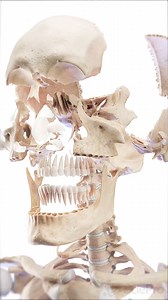 176K views · 1.1K reactions |  Exploring the Bones of the Skull ...