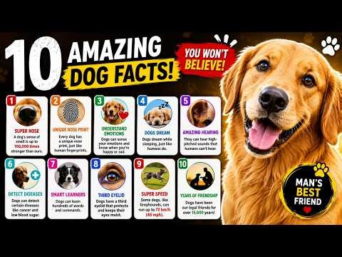 10 Amazing Dog Facts You Won't Believe! 🐶 | Incredible Facts About Dog
