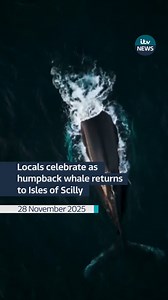 1.5K views · 421 reactions | A photographer who has captured stunning drone footage of a humpback whale on the Isles of Scilly has described the experience as “amazing”. ‘Pi’ has delighted islanders with winter visits over the last few years - and local photographer Inga Drazniece has been ready and waiting for weeks. #itvnews | ITV News West Country | Facebook