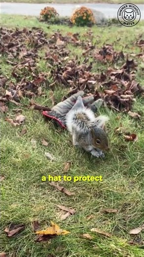 Why Squirrels Have Super Tails 🐿️💨