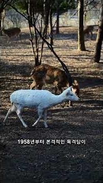 실존하는 미지의 생물들... 전세계를 뒤흔든 크립티드 목격담 총정리