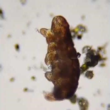 5 Real Genetic Mutations That Give Humans Superpowers. #hiddentruths #wildlife