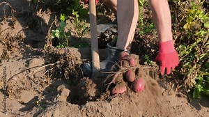Harvesting red potatoes. Man digging potatoes and taking it out of the ground in the garden. Agriculture, farming, eco farm in the countryside.