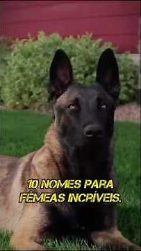 10 nomes para cadelas fêmea | nomes fortes para cachorra fêmea