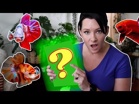 TOP 7 TIPS For BETTA FISH LONGEVITY!