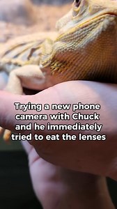 31K views · 896 reactions | Derpy derp derp derp #derpypets #funnypets | bougie_beardies | Facebook