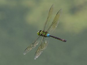 Anax parthenope - Alchetron, The Free Social Encyclopedia