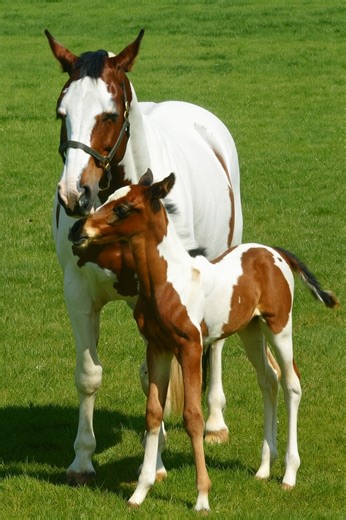 Every day with these two is pure magic 💕 Our gorgeous skewbald mare and her foal are thriving — their bond is growing stronger with every sunrise. 🌿🐴 #HorseLove #MareAndFoal #PeacefulMoments #fblifestyle | Coloured Stallions