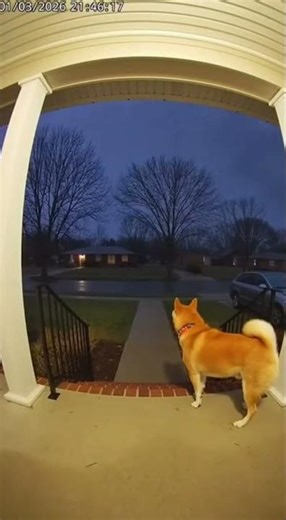 Lightning Strikes and Dog Startles!