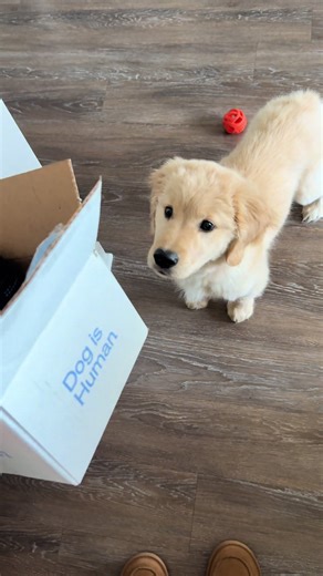 Engaging Enrichment Activity for Dogs