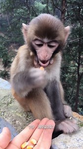 7.7K views · 319 reactions | Surprise Baby Monkey Eating Delicious Food - Baby Monkey Feeding | TV Monkey | Facebook