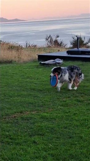 Lil’ Wonders Mini Aussies - Miniature American Shepherd