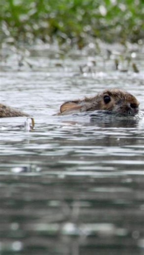 Nature on Instagram: "Swimming rabbits caught on camera!"