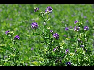 How to use Alfalfa Meal as a Soil Amendment to Grow Better Vegetables and Flowers