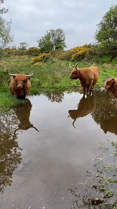 Our Golden Girls get to enjoy the scent of Lowland Gorse that surrounds them in their field. You too could enjoy this lovely fragrance in your home. Our Lowland Gorse candle is the perfect Christmas gift and is available on our online shop now. Link below. #coosday #highlandcowgifts #christmasshoppingmadeeasy https://www.kitchencoosandewes.co.uk/products/scented-candle | Kitchen Coos & Ewes