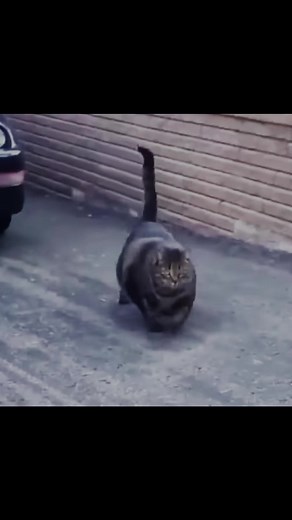 Those Cats💪🐱🥶#cats#cat#muscularcats#fyp