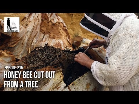Honey Bee Cut Out from a Tree - The Bush Bee Man