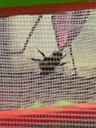 Setting the bumble bee free , see full story in my videos section #flightofthebumblebee #subscribe
