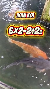 Ikan koi #reelsviral #fyp #usa #math | Chandra Prasetyo
