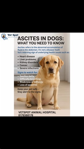 Vet Spot - The Animal Hospital on Instagram: "Ascites in dogs refers to the abnormal accumulation of fluid in the abdomen. It’s a clinical sign, not a disease itself, and can result from various underlying problems. Causes of Ascites in Dogs: • Heart diseases (e.g., congestive heart failure, pericardial effusion) • Liver diseases (e.g., cirrhosis, hepatitis, liver tumors) • Kidney diseases (e.g., protein-losing nephropathy) • Hypoalbuminemia (low blood protein levels) • Cancer (abdominal tumors,