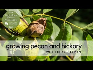 Growing Pecan and Hickory