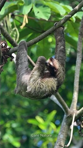 Top Zoologist Reveals the SECRET Life of Sloths